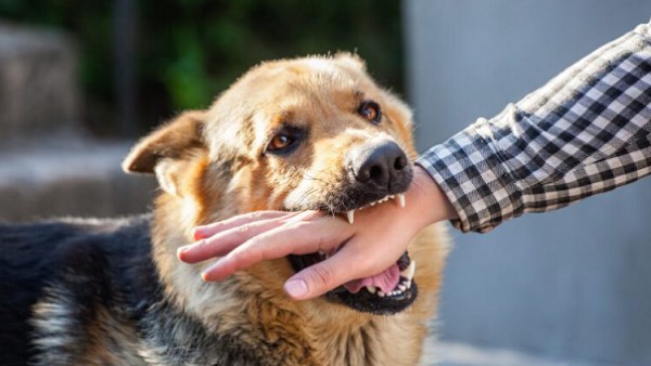 أهمية لقاح داء الكلب.. ومتى يجب الحصول عليه؟