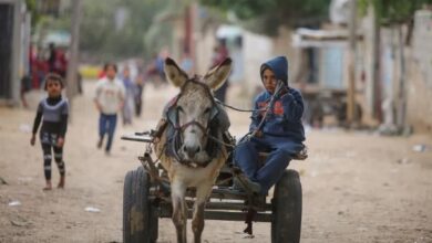 إسرائيل تسرق حمير غزة وترحلهم إلى فرنسا وبلجيكا.. تفاصيل