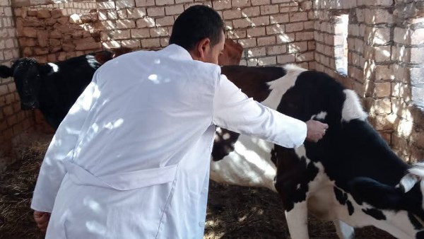 انطلاق فعاليات الحملة القومية للتحصين ضد الحمى القلاعية بالوادي الجديد