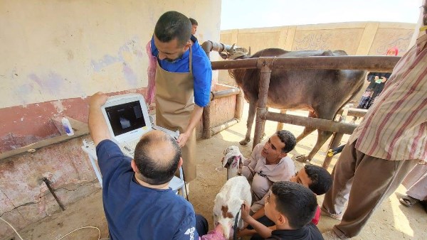 تلقيح اصطناعي لعدد 35 ألف رأس ماشية