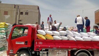 توريد 25 ألف طن من الأقماح المحلية فى محافظة الأقصر