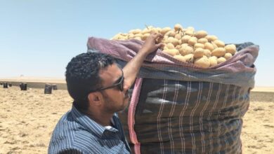 فحص 1.3 مليون طن بطاطس مائدة بغرض التصدير